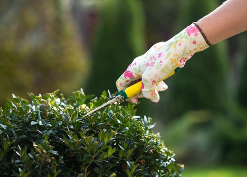 Different types of hedges in a Haringey garden